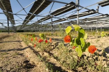 Résultats agronomiques 2026 : l’agrivoltaïsme tient-il ses promesses ?