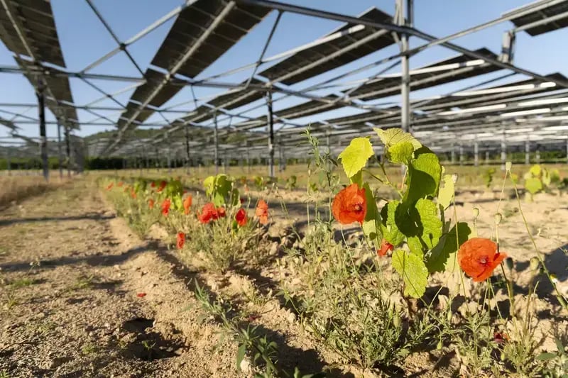 Jeunes plants de vigne sous protection agrivoltaïque