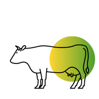 vache