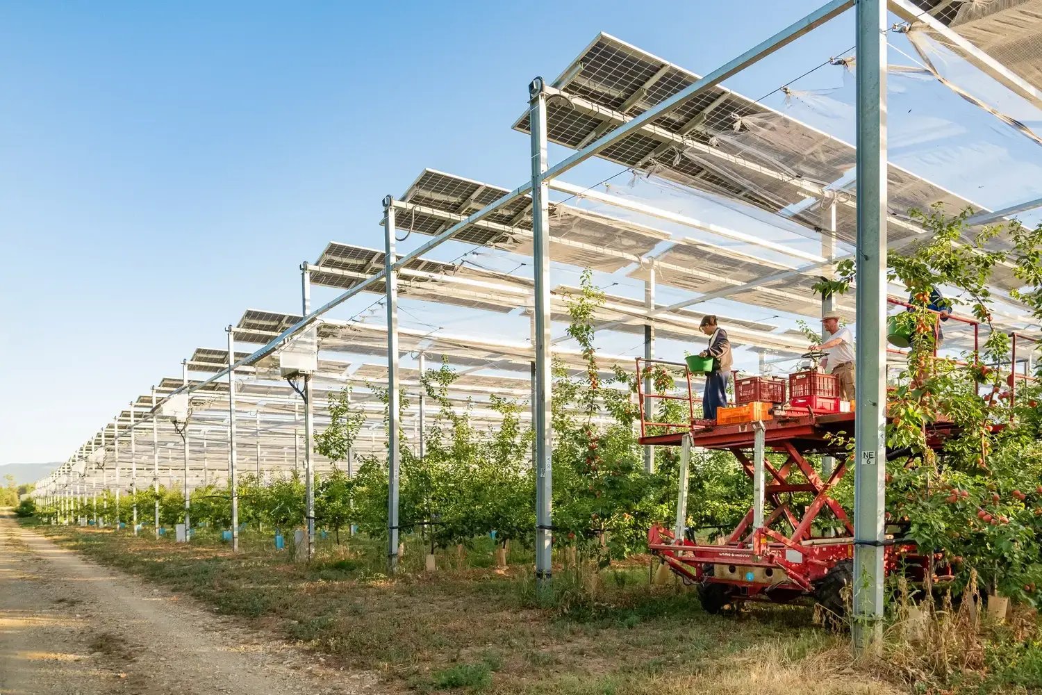 Récolte des abricots à Etoile-sur-Rhône