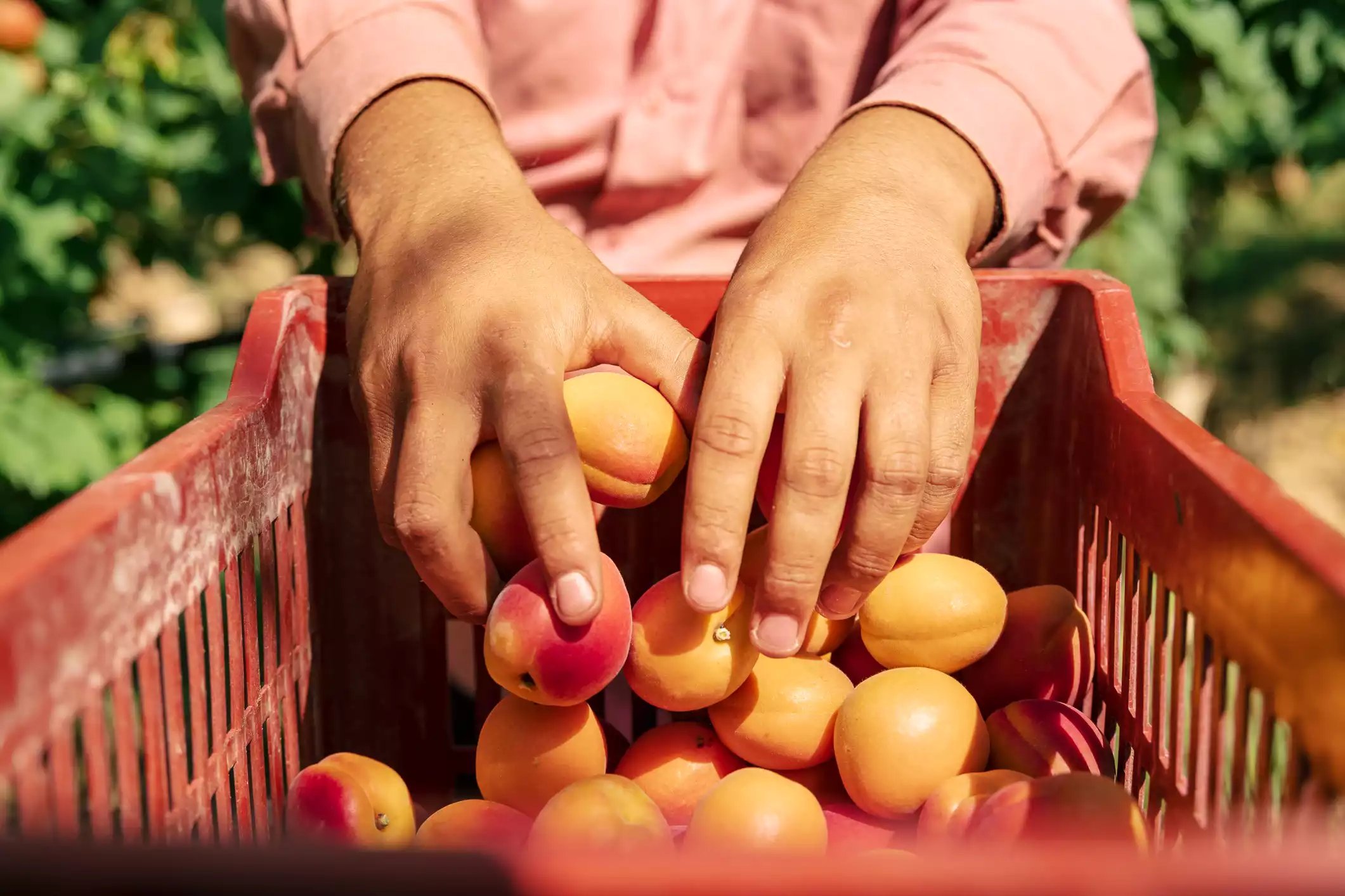 Récolte des abricots