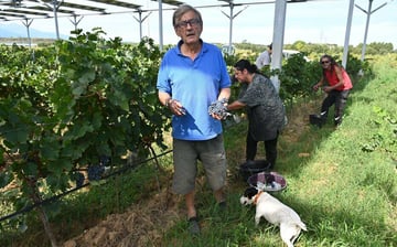 Pyrénées-Orientales : des vignes cultivées sous les panneaux photovoltaïques