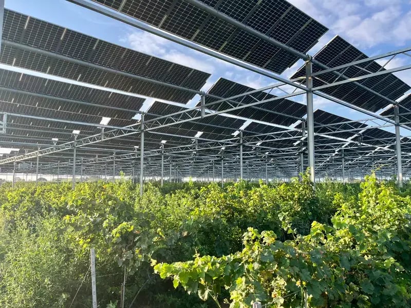 Vigne protégée lors des premières vendanges