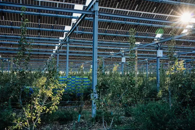 Plantation de poiriers sous protection agrivoltaïque