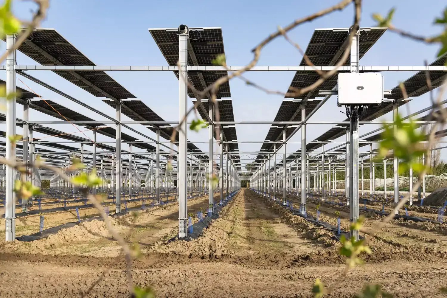 Vue sous panneaux agrivoltaïques