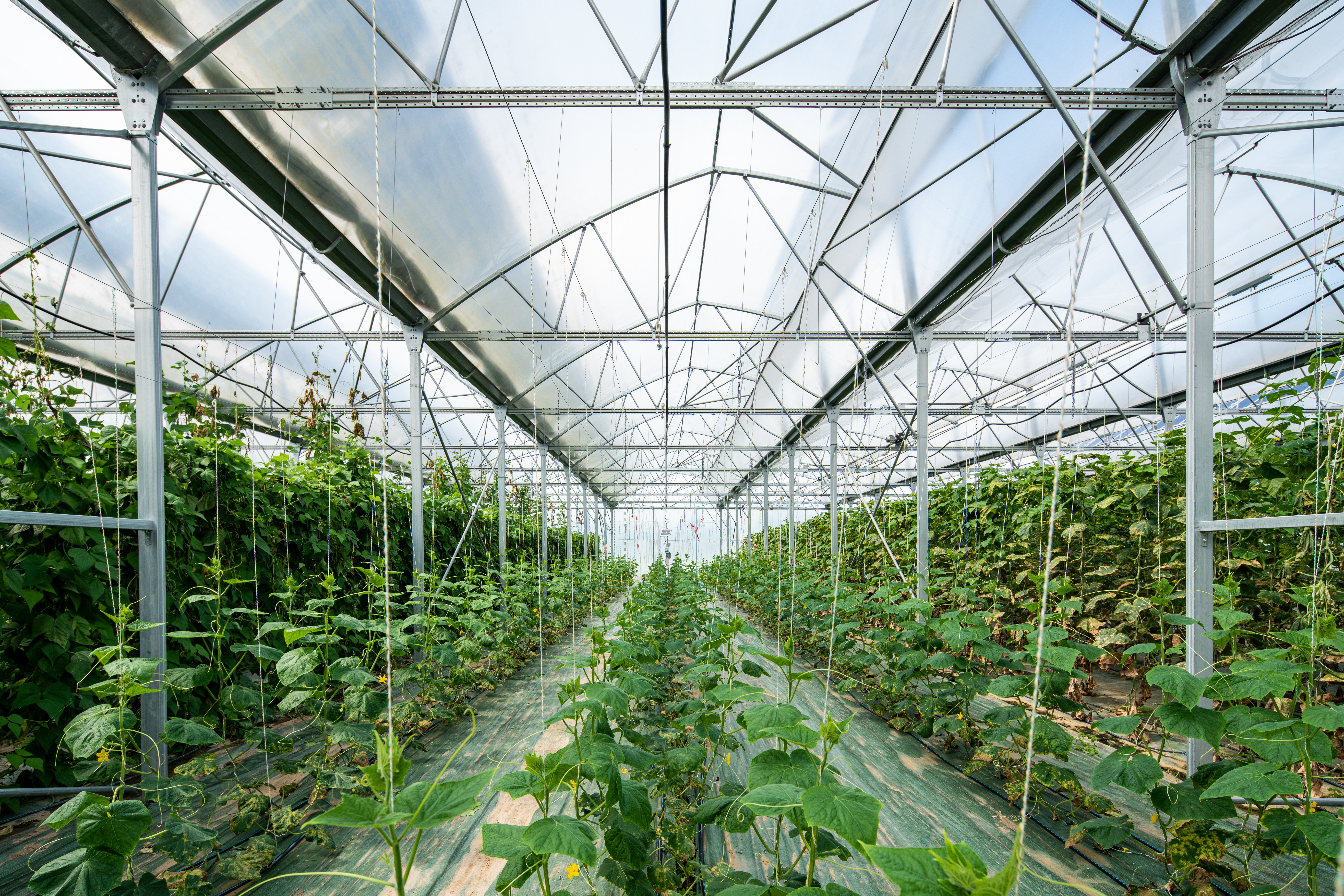 Sept projets innovants d’agrivoltaïsme dynamique, portés par l’AREC Occitanie en association avec son partenaire Sun’Agri, lauréats de l’appel d’offre Innovation de la CRE