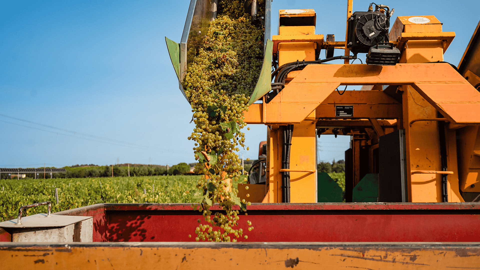 Vendanges 2024 : +30% de rendements grâce à l'agrivoltaïsme