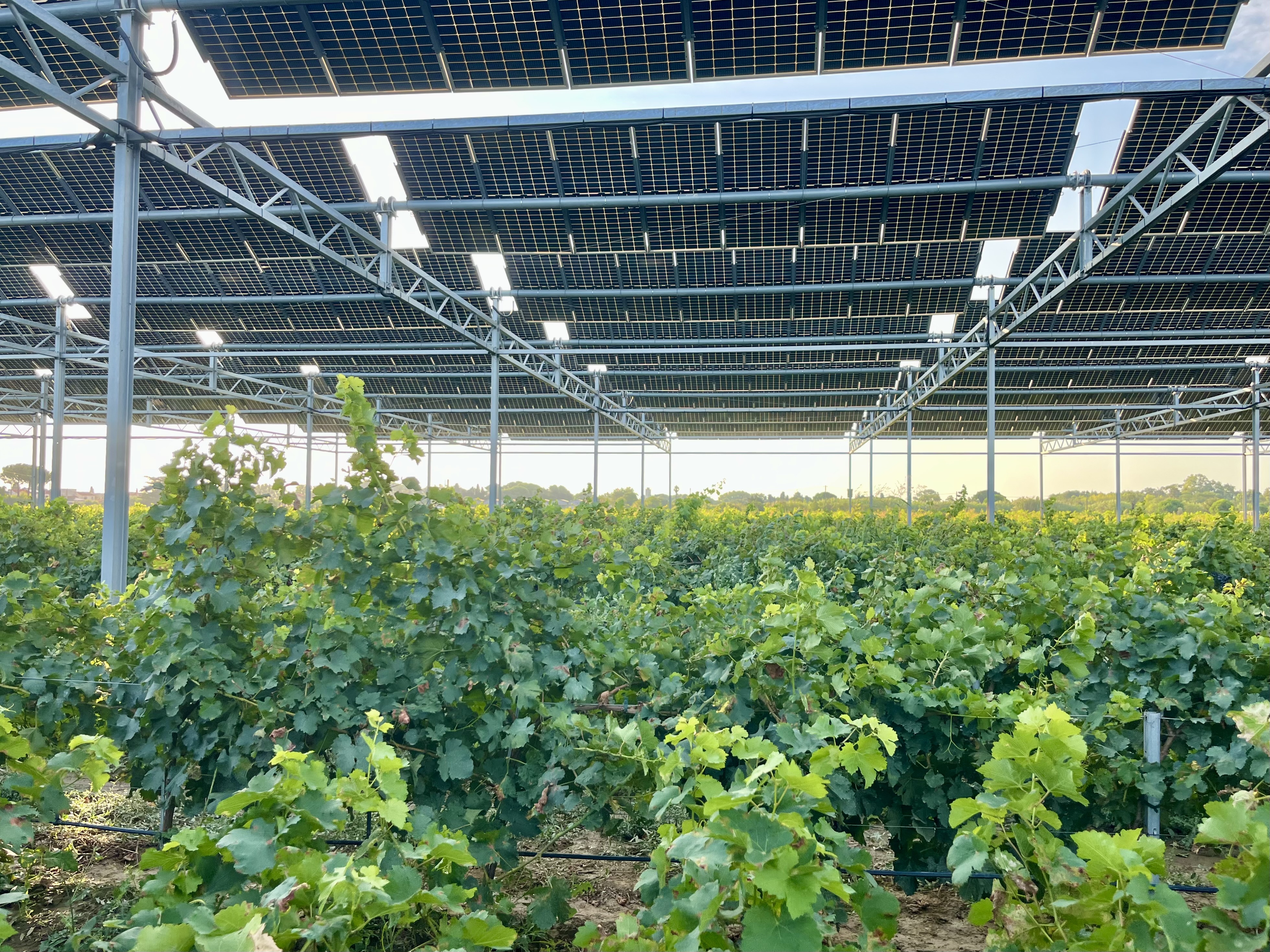 vignes sous protection agrivoltaïque