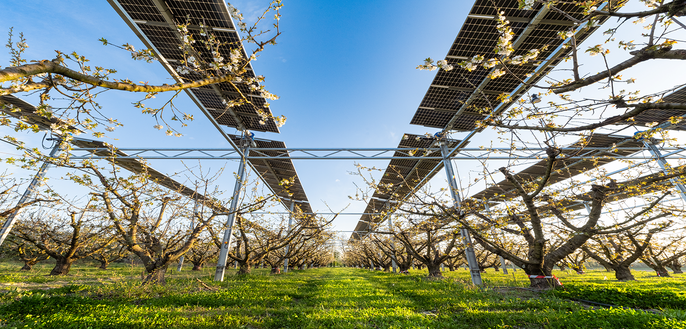 cerisiers sous protection agrivoltaïque