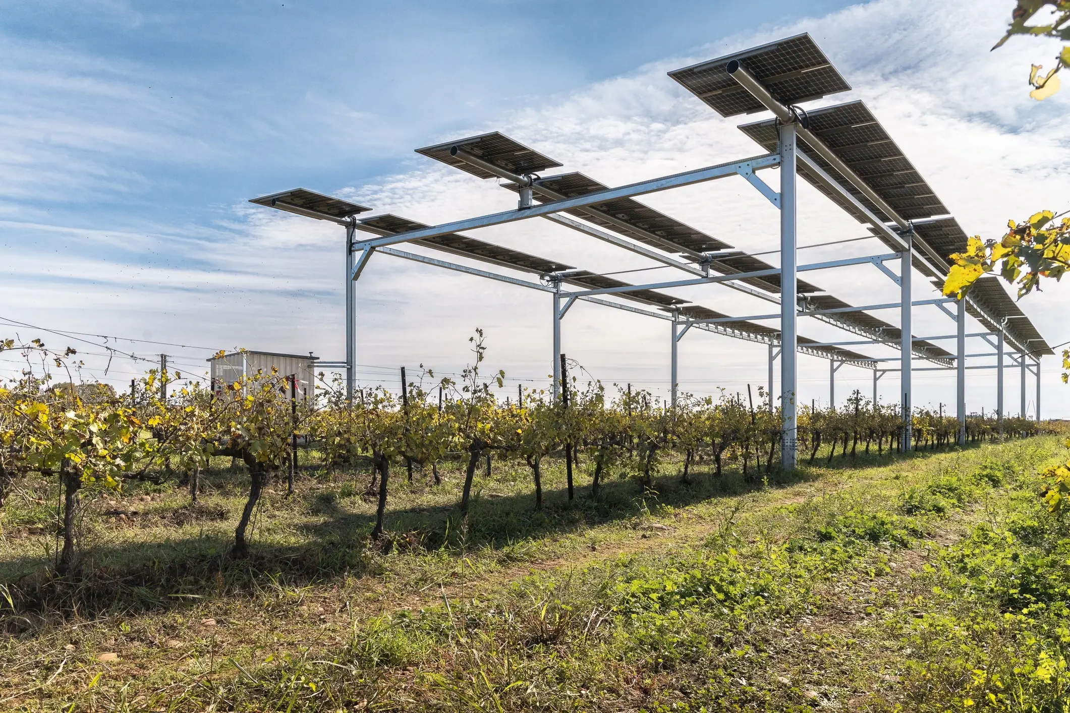 Sun'Agri et Momsteel inaugurent une installation d'innovation agricole agrivoltaïque à l'AgroCampus de Rodilhan