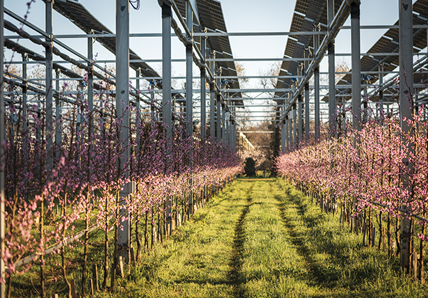 Changement climatique : plusieurs solutions d’adaptation testées par la ferme expérimentale de la SEFRA (26)