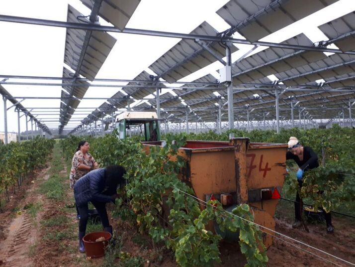 Tresserre vendange le premier vin agrivoltaïque