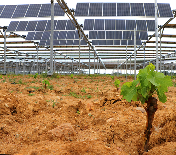 Featured image for “Plantation de la première vigne connectée”