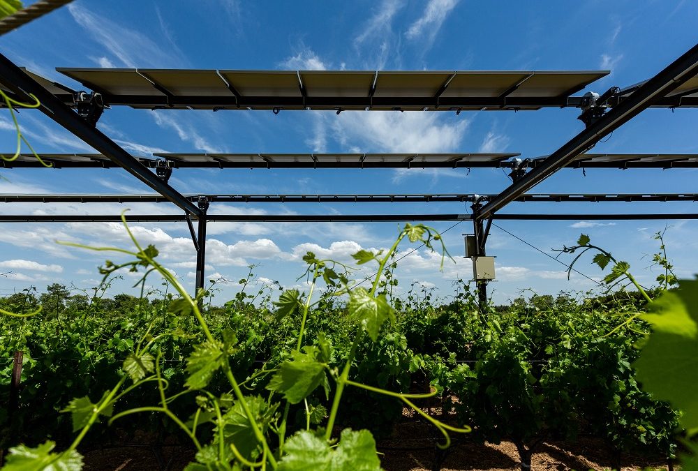 Featured image for “La technologie agrivoltaïque de Sun’Agri reconnue comme solution d’adaptation aux changements climatiques”