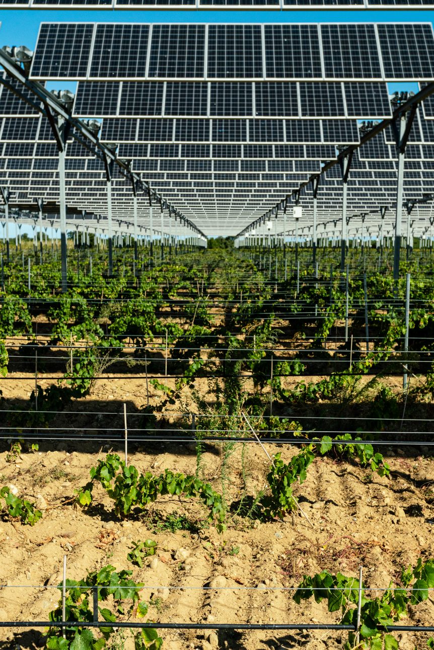 Solar Panels over wineyard