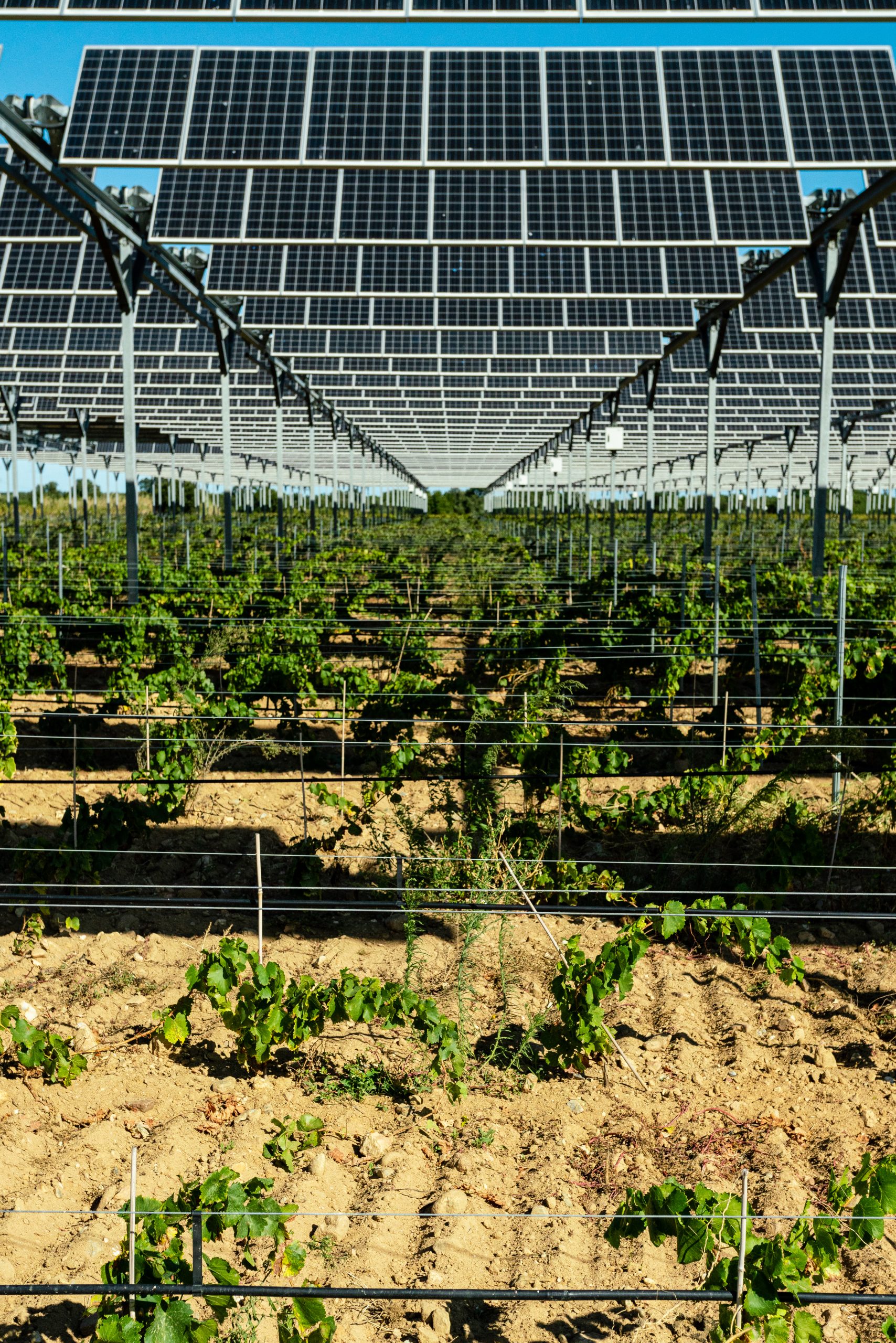 Solar Panels over wineyard