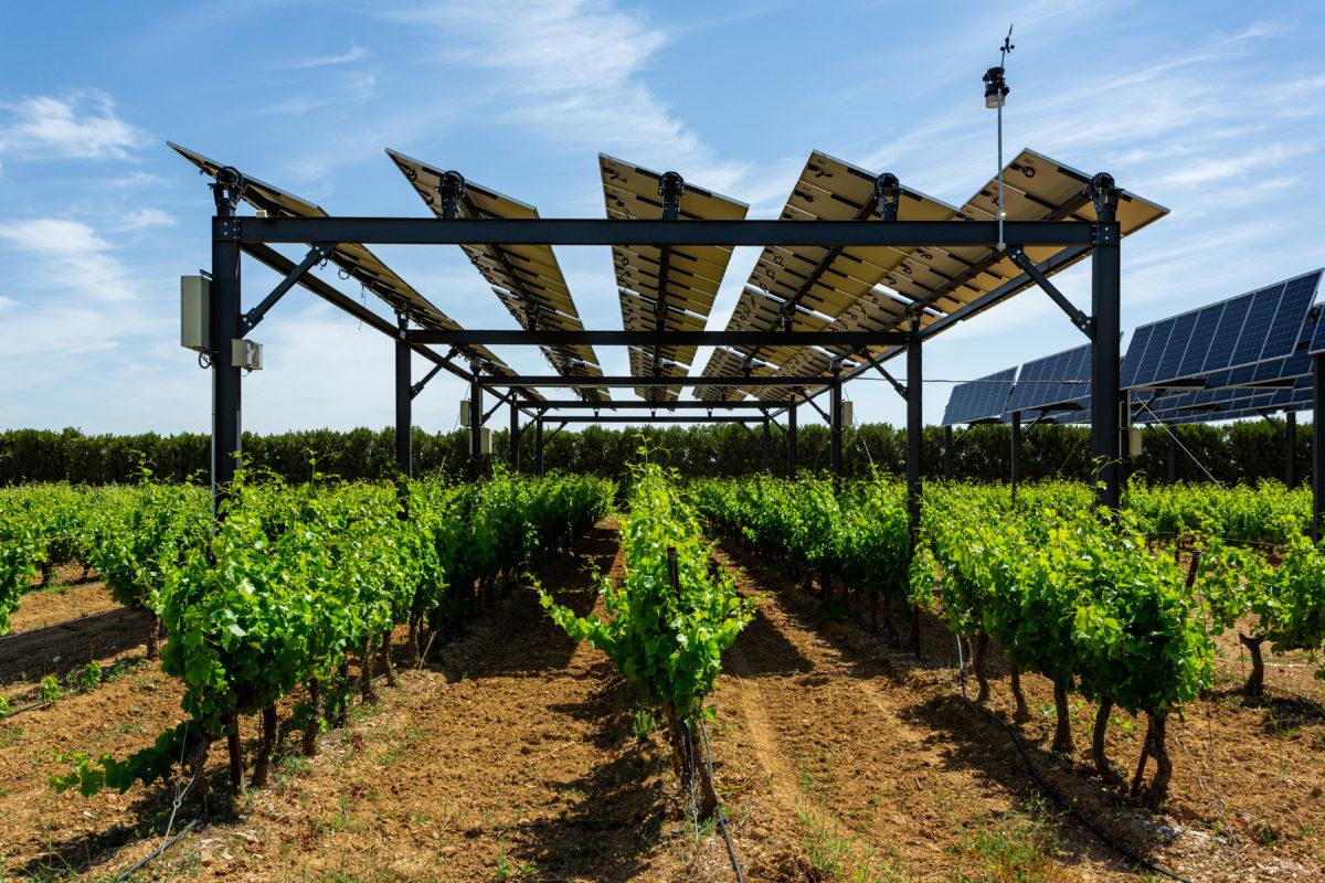 Featured image for “Article : Premiers résultats de l’expérimentation agrivoltaïque de Sun’Agri à Piolenc”