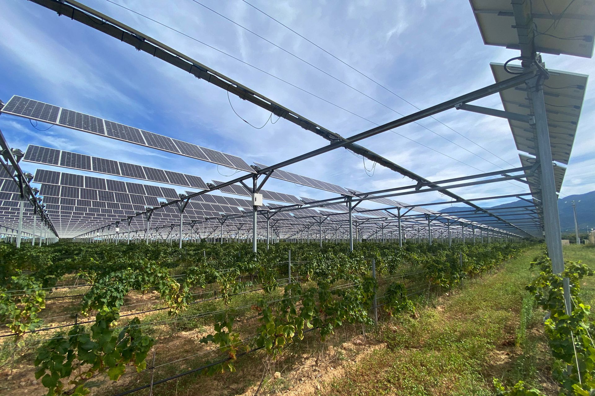 solar panels in French Wineyards