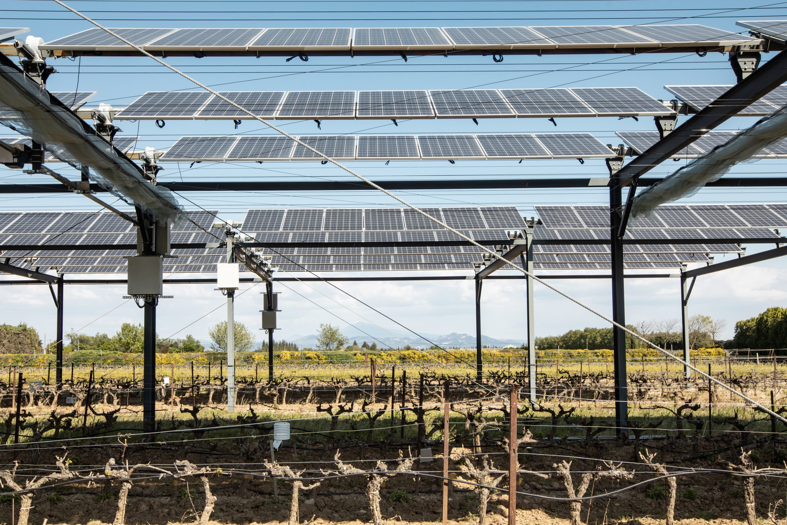 vineyards protected by solar panels