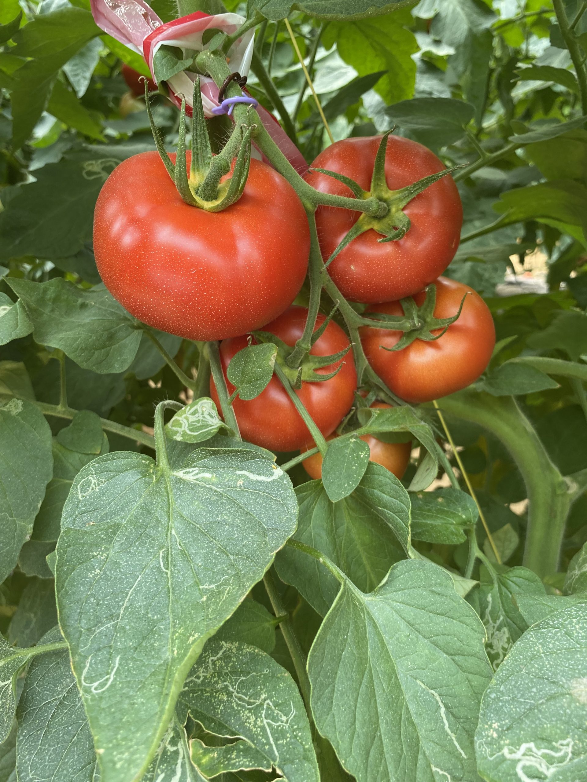 Tomates sous serre agrivoltaïque à Alenya