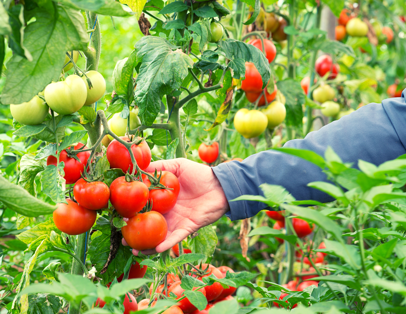 Tomates sous serre agrivoltaïque - pour illustrer objectifs agronomiques