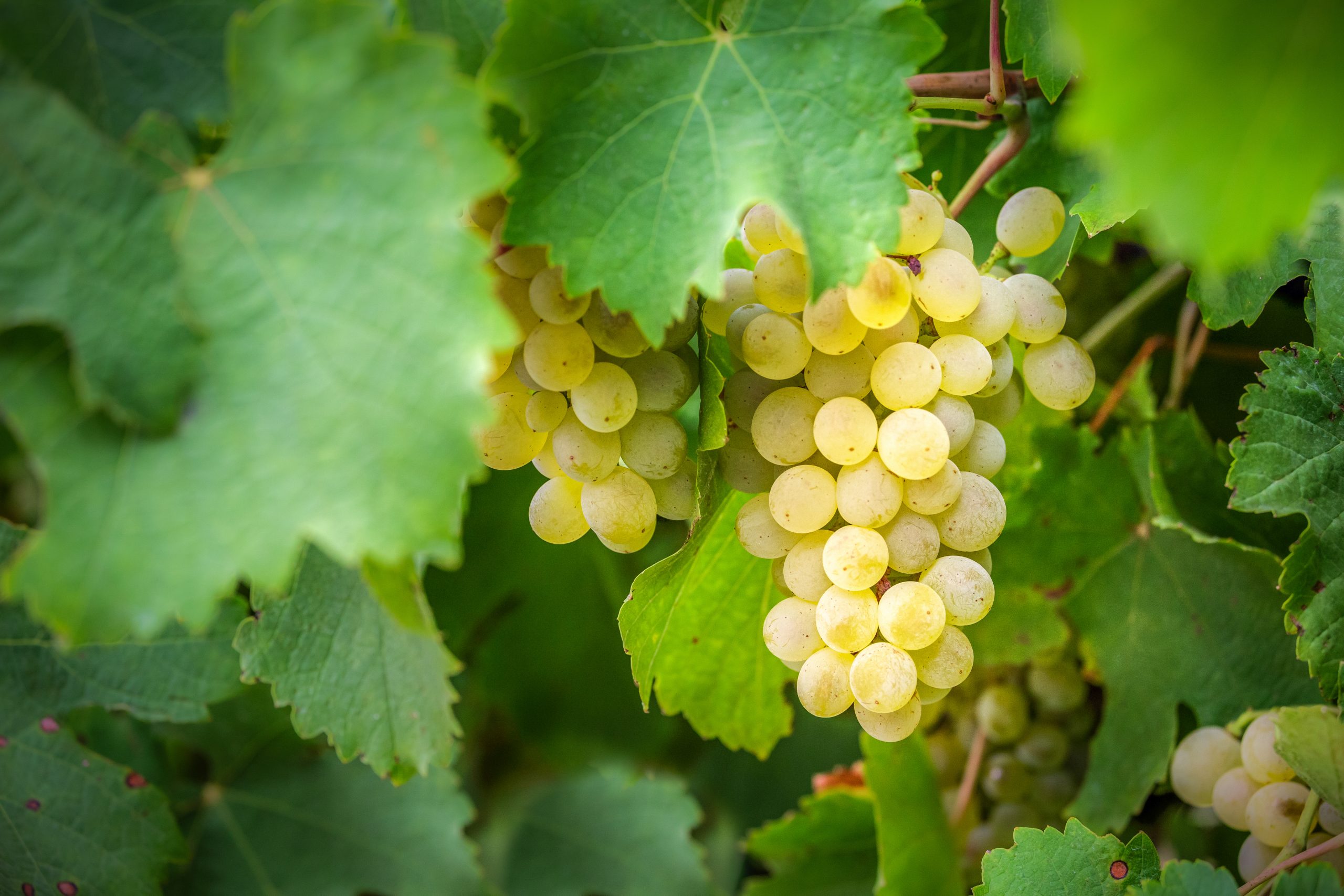 Raisin blanc agrivoltaïsme sur vignes