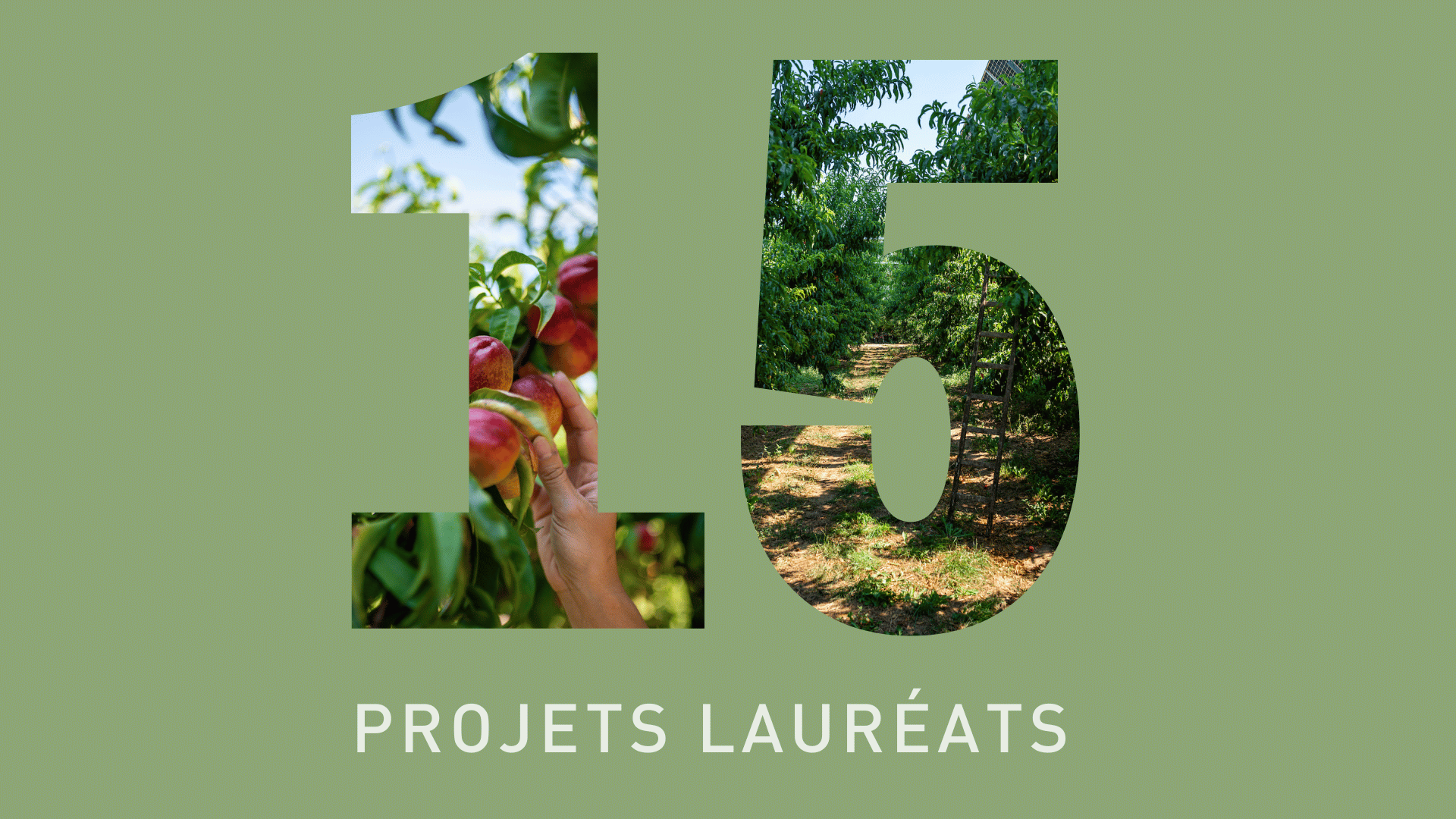Featured image for “15 projets Sun’Agri lauréats du dernier appel d’offres innovation de la CRE”