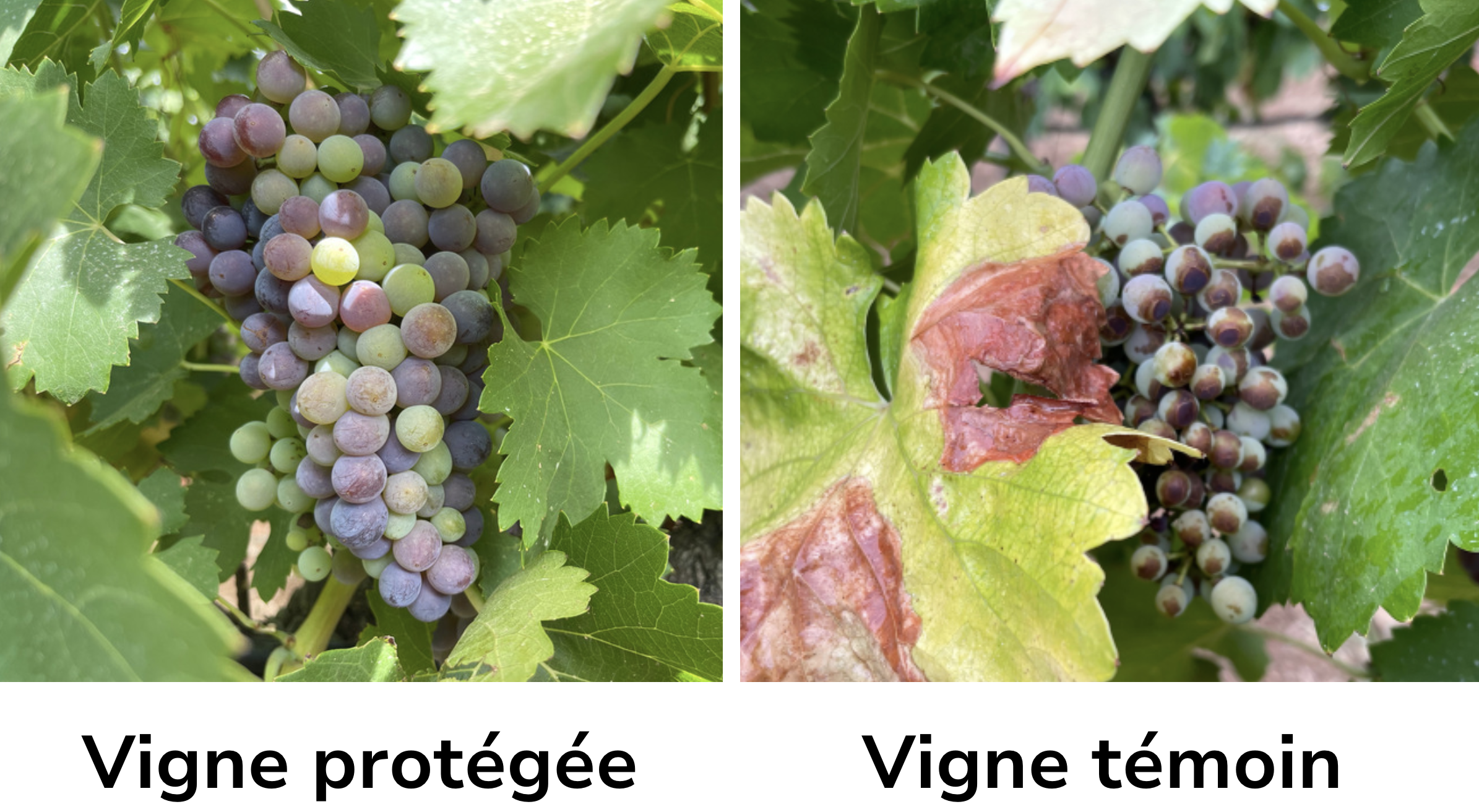 Sun'Agri Comparatif vigne protégée agrivoltaïsme et vigne témoin
