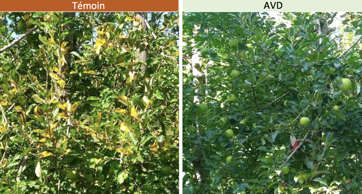 Comparaison feiulles de pommiers sous installation agrivoltaïque de Sun'Agri par rapport à la zone témoin voisine à Mallemort (La Pugère)