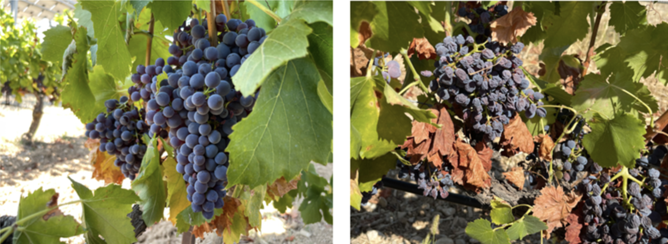 Comparatif entre la vigne de la parcelle agrivoltaïque protégée de Sun'Agri à Piolenc et la parcelle témoin voisine, août 2023