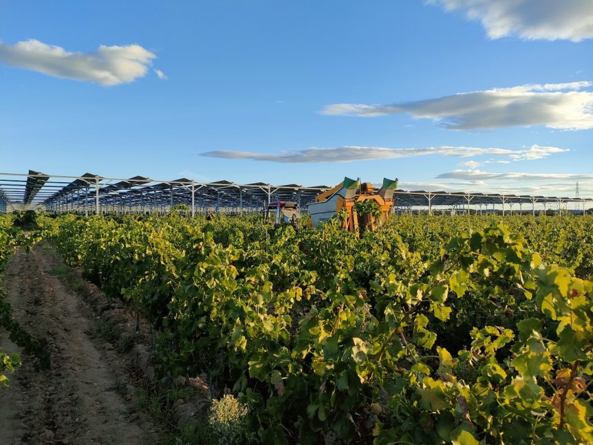 Vignes et vendangeuse à Tresserre, installation Sun'Agri