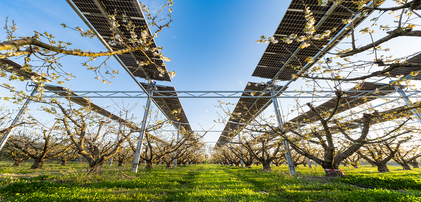 Featured image for “Sun’Agri continue d’accompagner l’EARL CLAIR Fruits avec un second dispositif agrivoltaïque dynamique pour protéger ses cultures face au changement climatique”