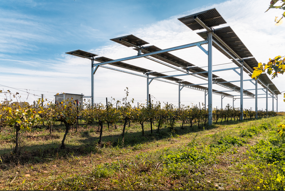 Site expérimental sur vignes sous panneaux agrivoltaïques à Rodilhan