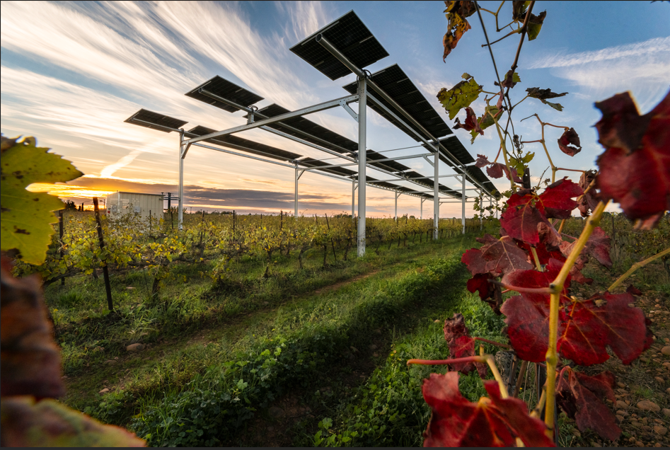 Lever de soleil parcelle agrivoltaïque, innovation agricole rodilhan