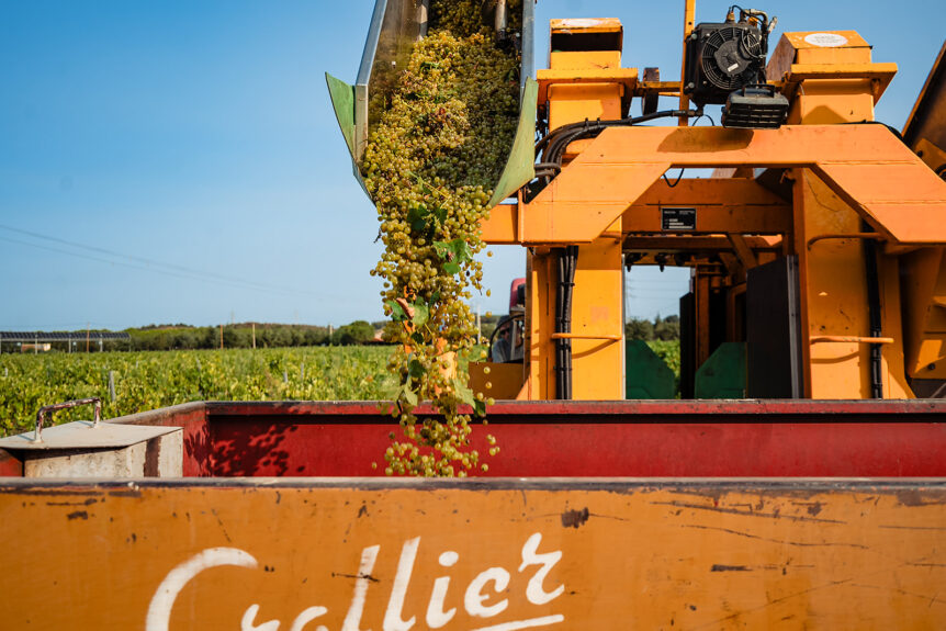 Vendangeuse versant la récolte dans la benne