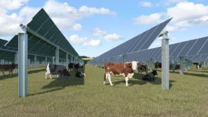 Agrivoltaïsme d'elevage : bovins sous persiennes solaires