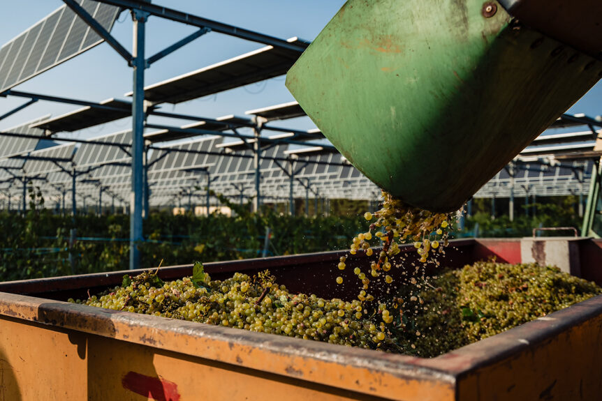 Raisins sous panneaux solaires agrivoltaïques de Sun'Agri, améliorant la qualité et les rendements du vin