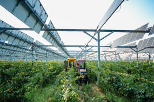Vendangeuse au milieu des vignes, sous une installation agrivoltaïque. Technologie Sun'Agri.