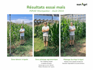 Triptyque comparatif des essais de l'agrivoltaïsme dynamique sur grandes cultures. Un homme se tient à côté des plants de maïs pour comparer la taille entre la zone témoin, la zone protégée et la zone protégée et pilotée par Sun'Agri.