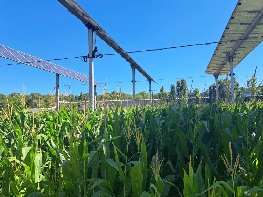 agrivoltaïsme dynamique sur grandes cultures
