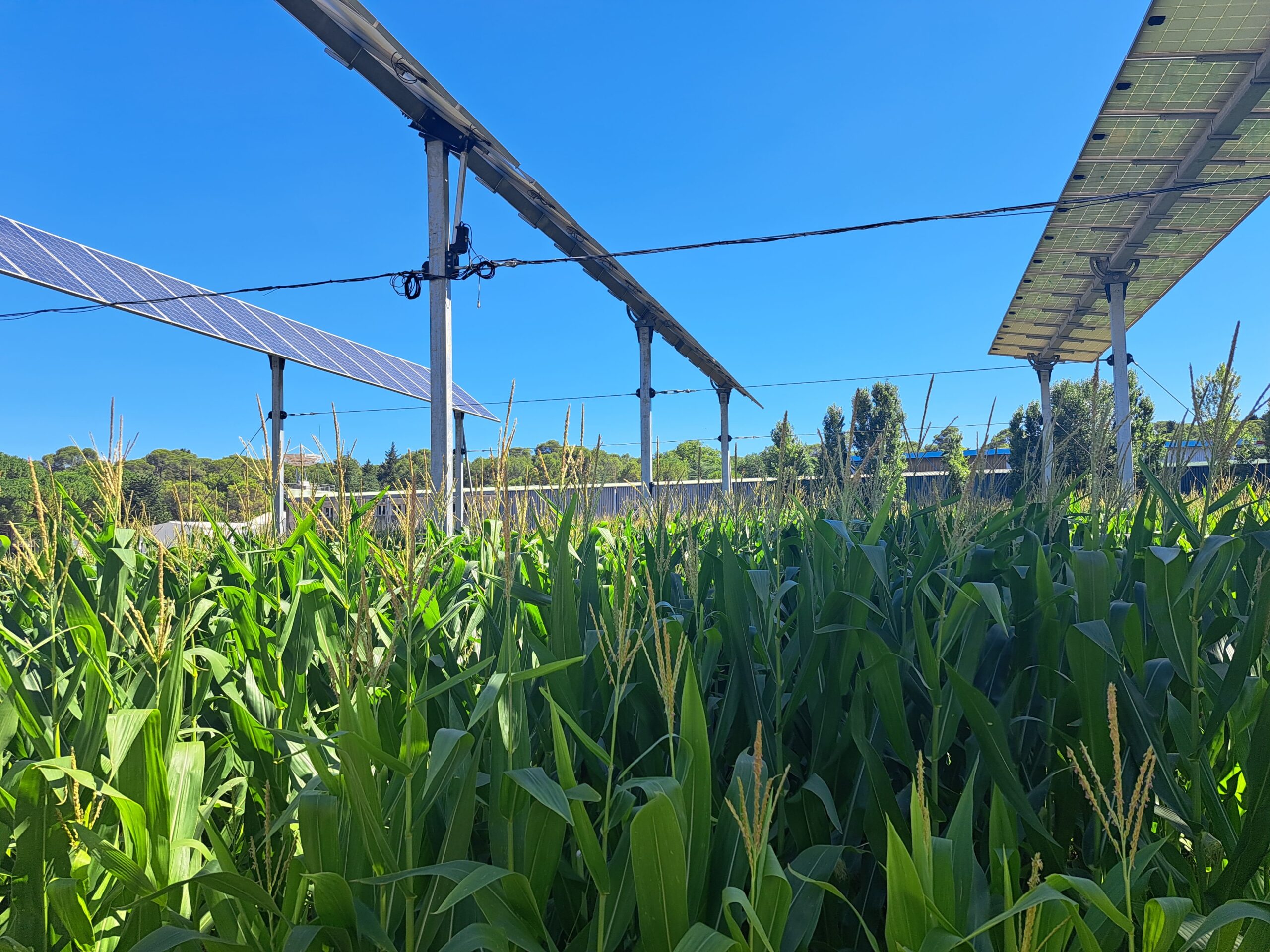agrivoltaïsme dynamique sur grandes cultures