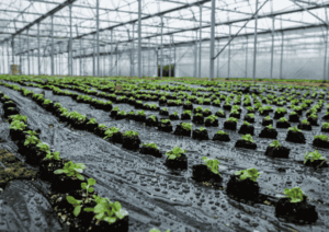 Serre agrivoltaïque à Granges-sur-Lot